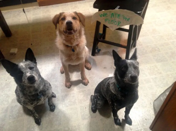 We Ate The Floor, Because Our Mom Mentioned She Wanted To Put Down Tile
