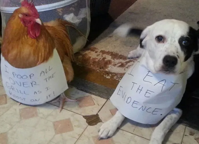 Partners In Crime