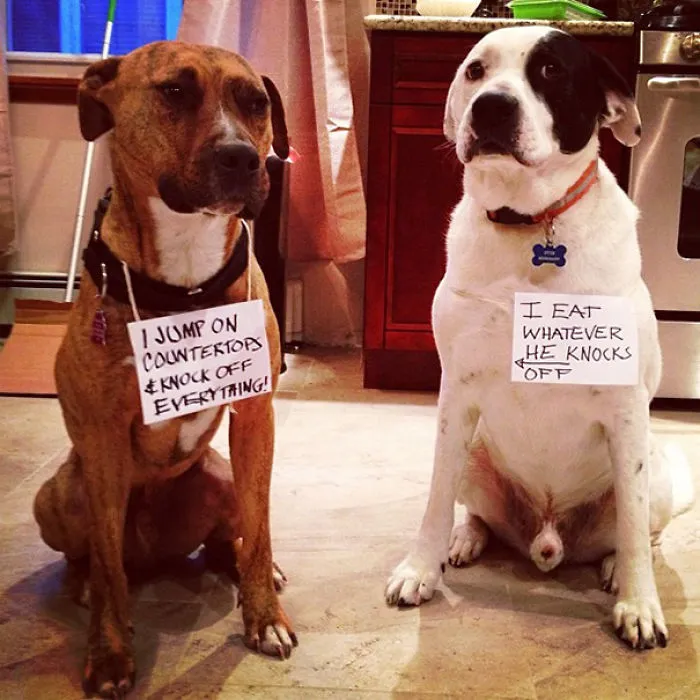 Criminal Duo