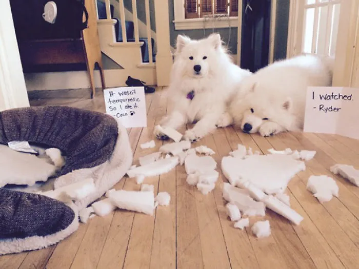 I Left For A Few Hours And Came Home To A Mess On The Floor