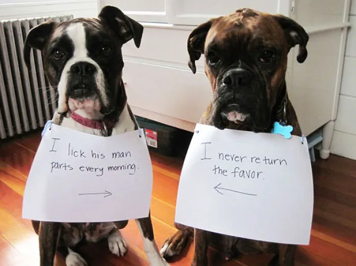 Dog Shaming