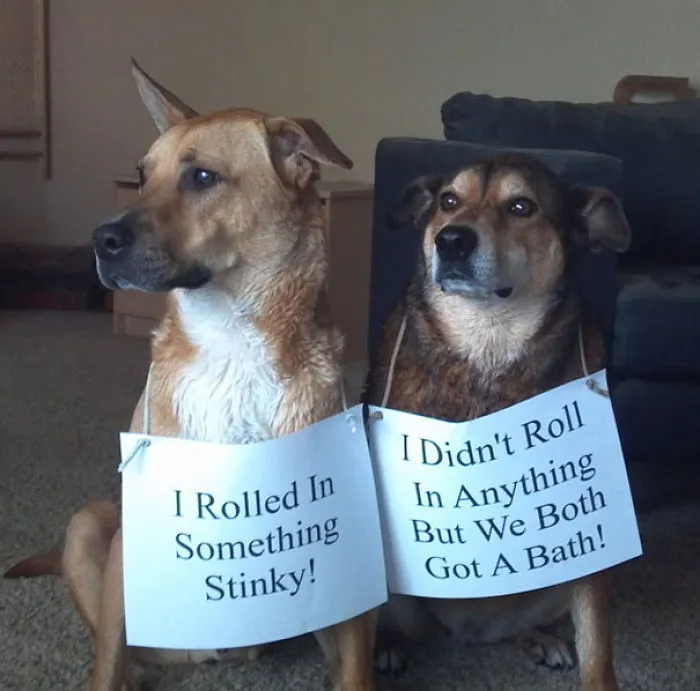 Smelly Dogs