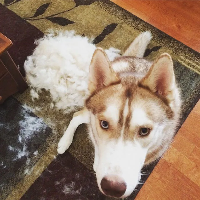 I Brushed My Dog And Made Another Dog
