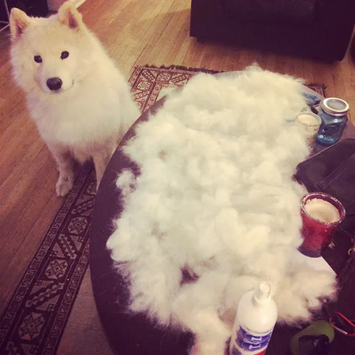 Everytime He Gets A Brush