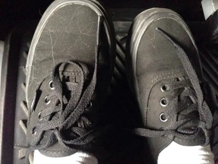 My Shoes Are Covered With Dogs Fur
