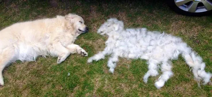 My Retriever Falls Asleep When I Brush Her.she'll Wake Up And Discover I Made Her A Friend