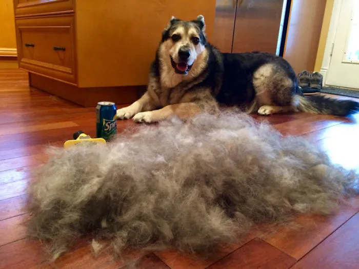 Finally Found My Dog Brush And Ended Up With A Second Dog