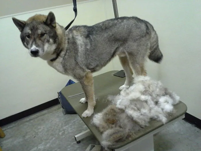 Shedding Season. This Came Out Of Two Legs