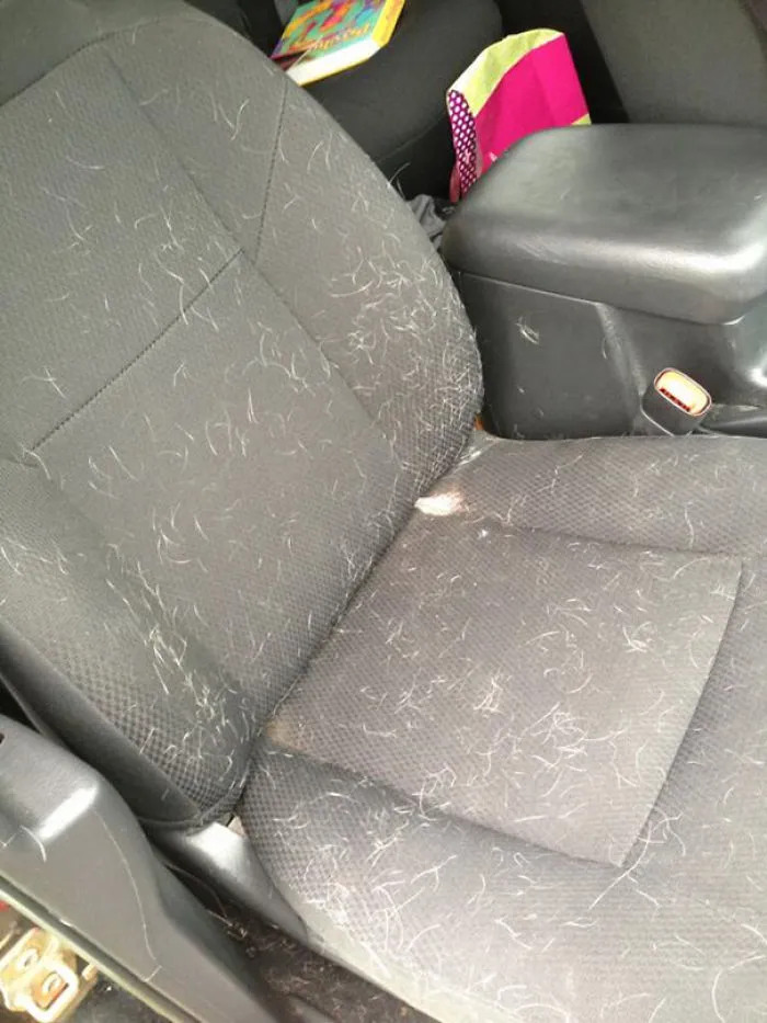 Dog Hair Everywhere