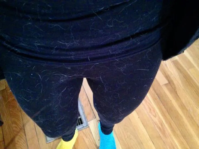 I'm Only A Little Bit Covered In Dog Hair
