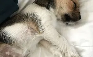 Puppy-bunny