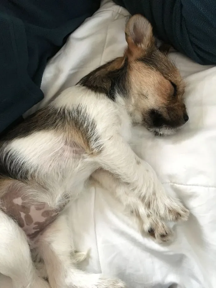 Puppy-bunny