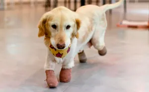 Puppy Who Lost All 4 Paws In Korean Meat Market Finally Gets Adopted