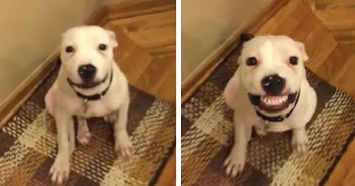 Rescue Dog Smiles From Ear To Ear On Command