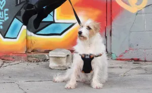 Rescue Dogs Celebrate The New Year In A Very Fun Way