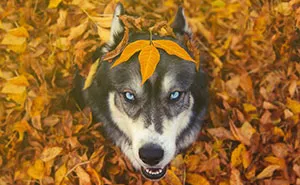 I Rescued A Husky And Later He Saved Me From An Abusive Relationship