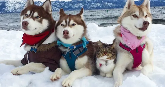 3 Huskies Become Best Friends With A Cat After Saving It From Dying