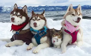 3 Huskies Become Best Friends With A Cat After Saving It From Dying