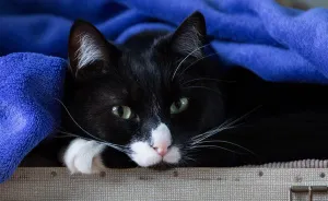 Sick, Hungry Kitten Ran Into My Classroom. Look At Him Now!