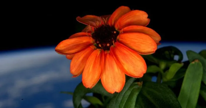 NASA Astronaut Grows The First Ever Flower in Space