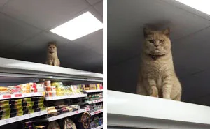 Badass Cat Proves He's The True Owner Of This Supermarket In London