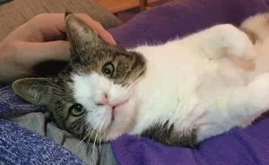10 Reasons Why You Should Adopt A Shelter Cat