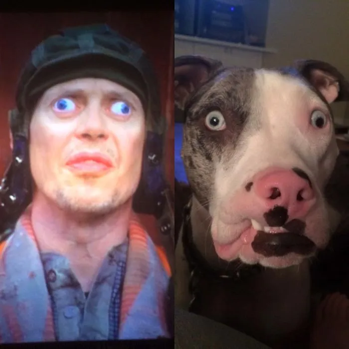 Side-by-side comparison of a man and a dog with wide eyes, highlighting celebrity doppelganger animals resemblance.