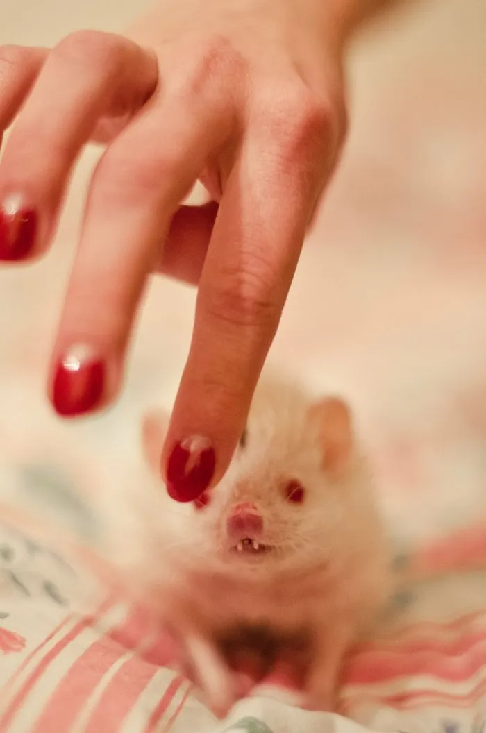 My Little Albino Hedgehog Named ... Hedgehog