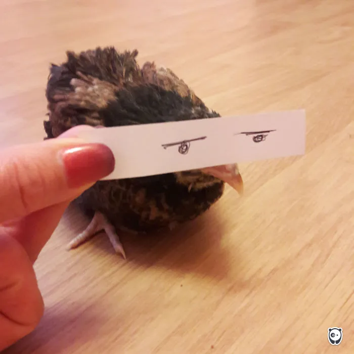 This Chicken Is So Unimpressed