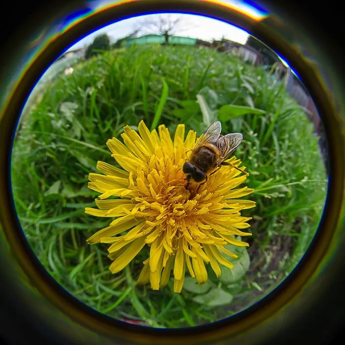 I Capture My Daily Views Through The Fish Eye Lens