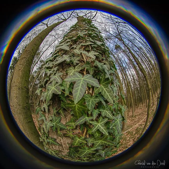 I Capture My Daily Views Through The Fish Eye Lens