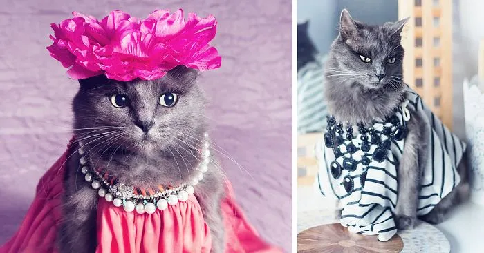This Kitty Was Found Half Dead But Now She Lives Her Life As A Fabulous Fashionista