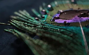 I Take Magical Photos Of Feathers And Water Drops On My Bedroom Floor