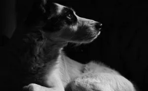 This Dog Was Left By Two Of His Owners, But Then We Saw Him, And Knew He Was The One