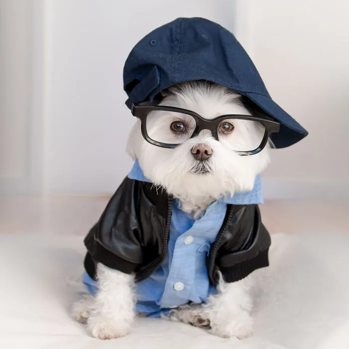 Meet Our Hipster Dog Toby, The Ryan Gosling Of Dogs