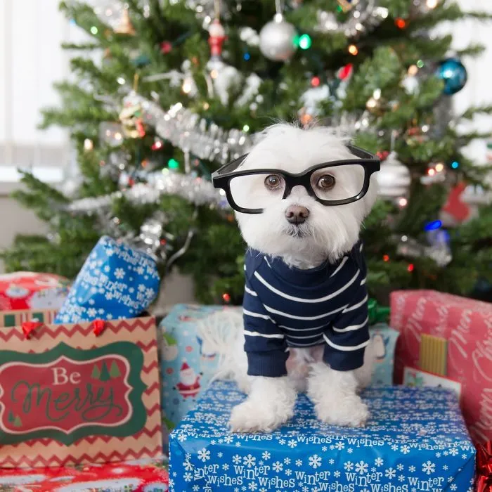 Meet Our Hipster Dog Toby, The Ryan Gosling Of Dogs