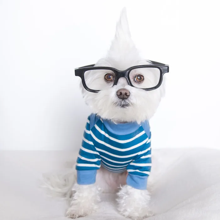 Meet Our Hipster Dog Toby, The Ryan Gosling Of Dogs