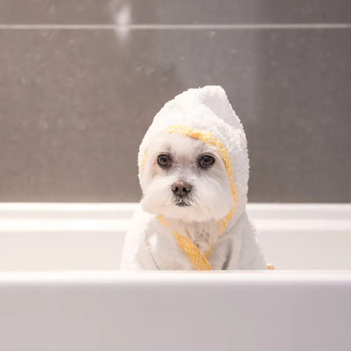 Meet Our Hipster Dog Toby, The Ryan Gosling Of Dogs