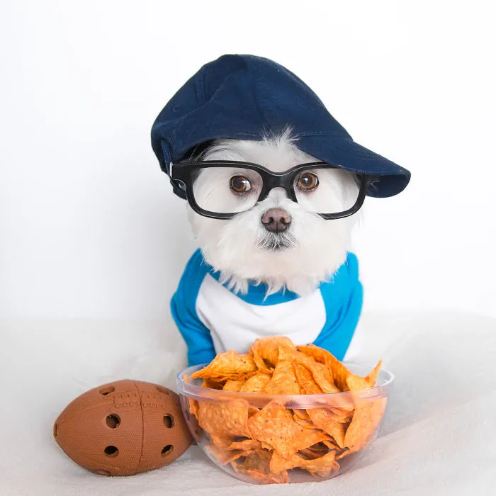 Meet Our Hipster Dog Toby, The Ryan Gosling Of Dogs