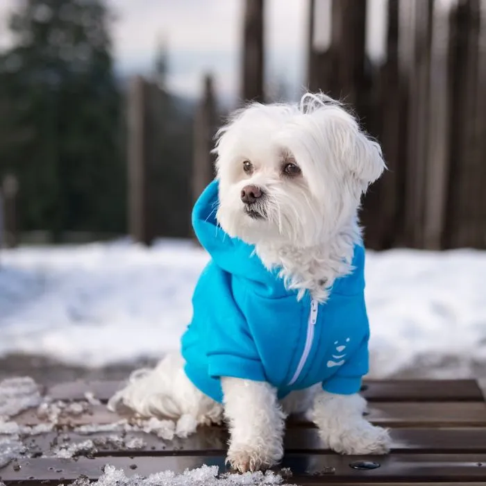Meet Our Hipster Dog Toby, The Ryan Gosling Of Dogs