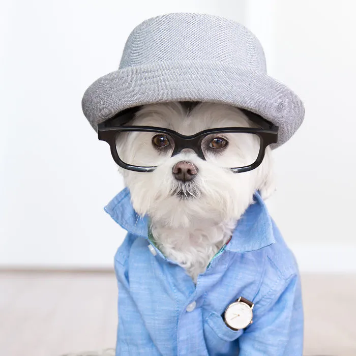 Meet Our Hipster Dog Toby, The Ryan Gosling Of Dogs