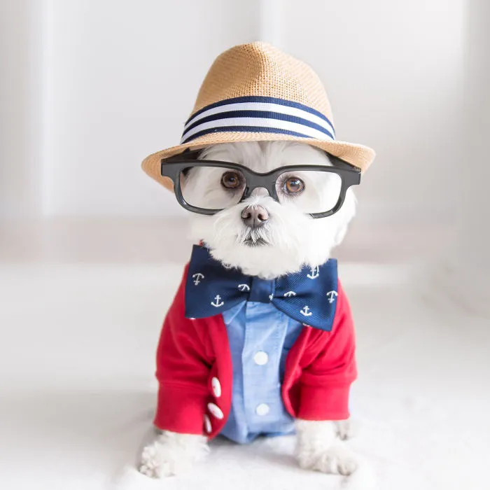 Meet Our Hipster Dog Toby, The Ryan Gosling Of Dogs