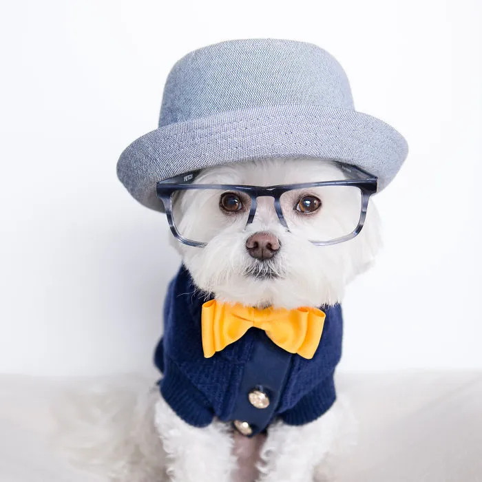 Meet Our Hipster Dog Toby, The Ryan Gosling Of Dogs