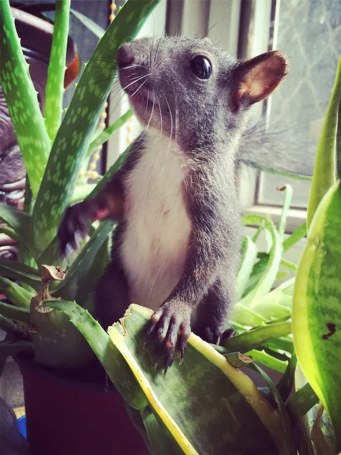 Tuotuo Is A Baby Squirrel