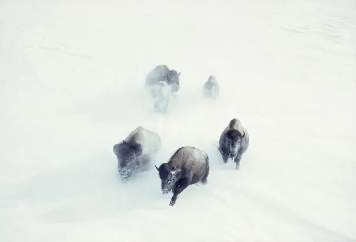 American Bison Charge Through Heavy Snow In Yellowstone National Park, November 1967