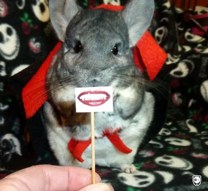 My Chinchilla Handbag...at Halloween. :)