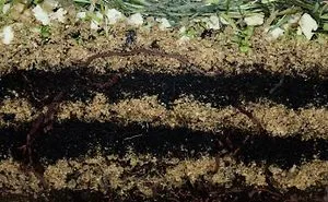 We Made A 20 Days Time-lapse Video Of Worms Making Compost