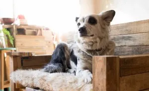 We Make Furniture For Pets Because We Love Animals, Design And Each Other
