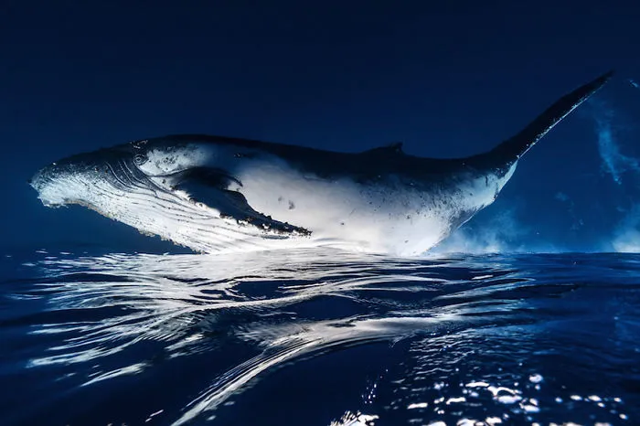Whale
