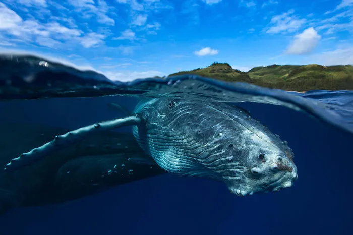 Humpback Whale And Calf